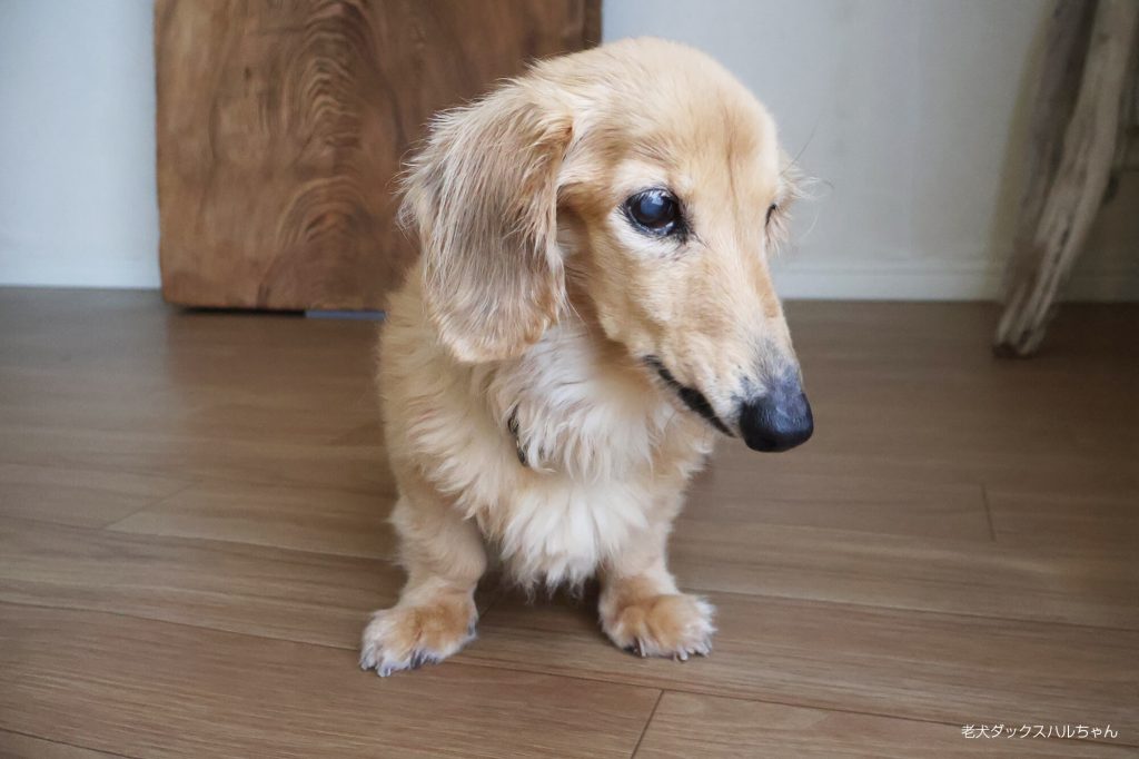 老犬ダックスハルちゃん