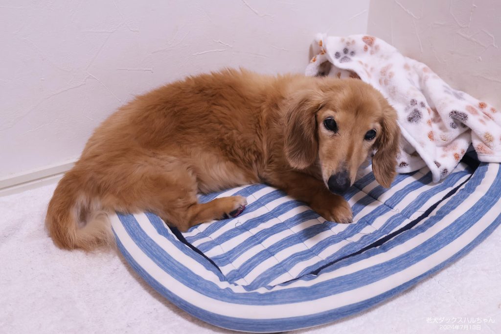 老犬ダックスハルちゃん