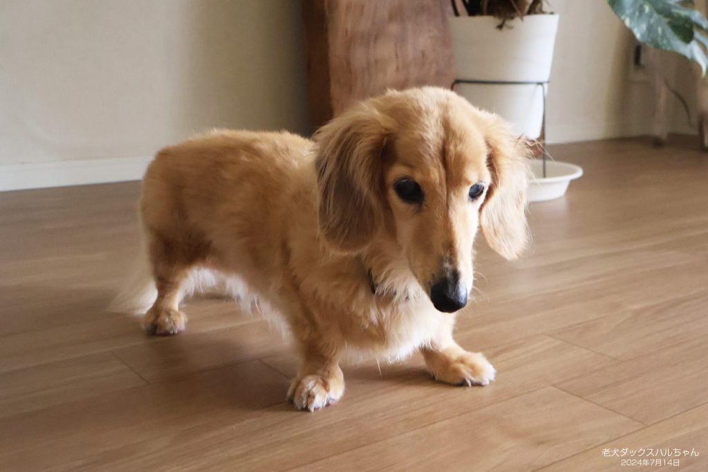 老犬ダックスハルちゃん