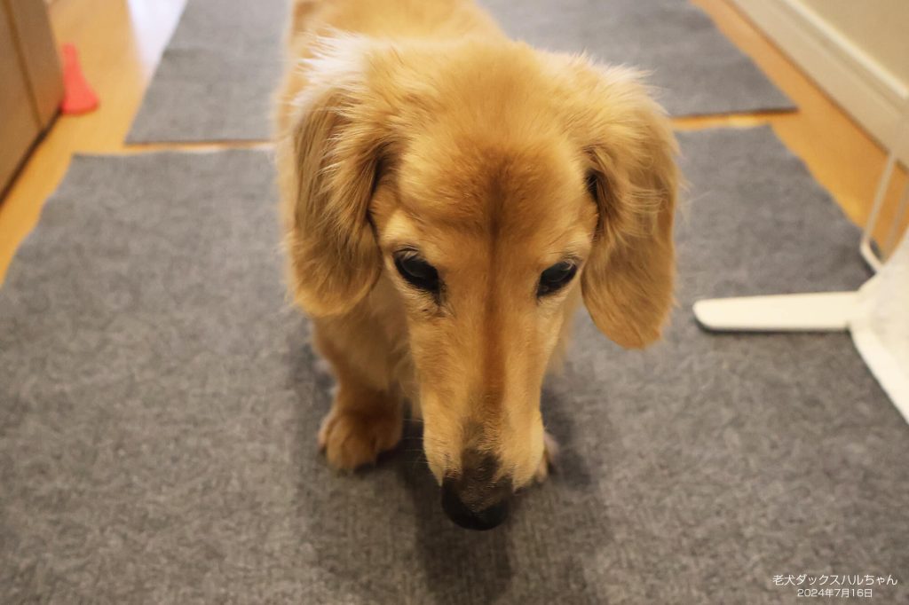老犬ダックスハルちゃん