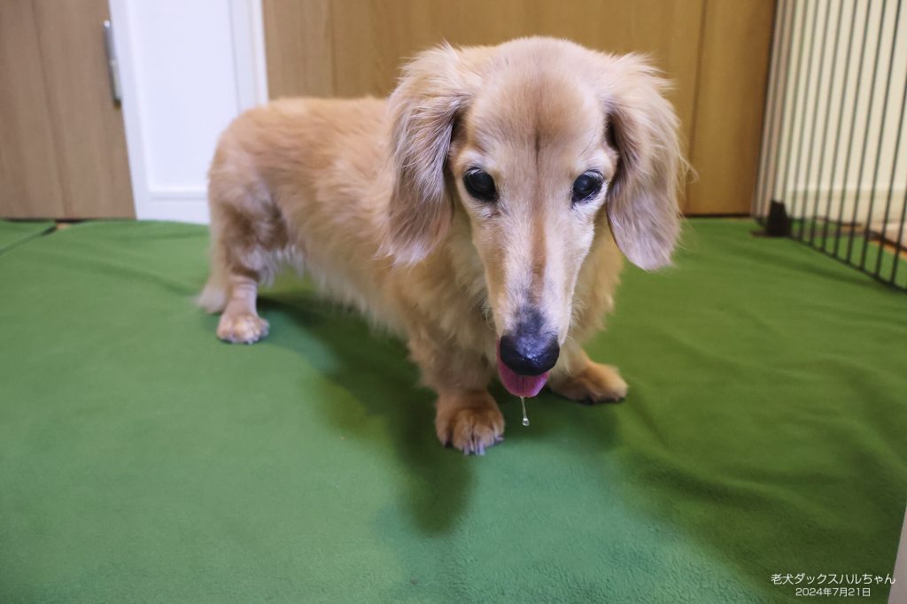 老犬ダックスハルちゃん