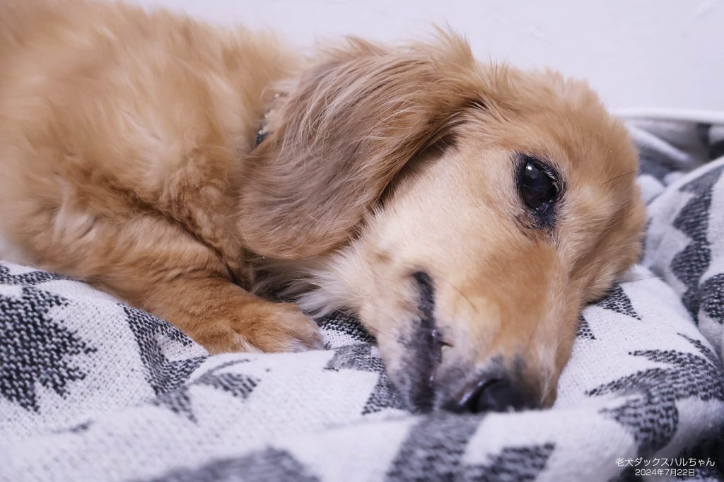 老犬ダックスハルちゃん