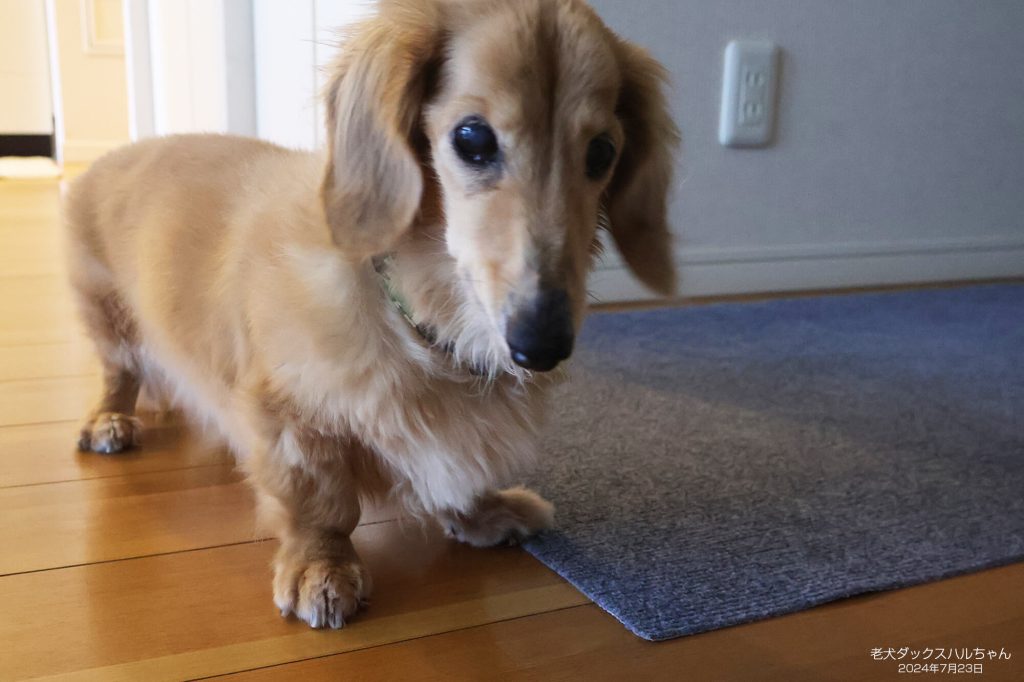 老犬ダックスハルちゃん