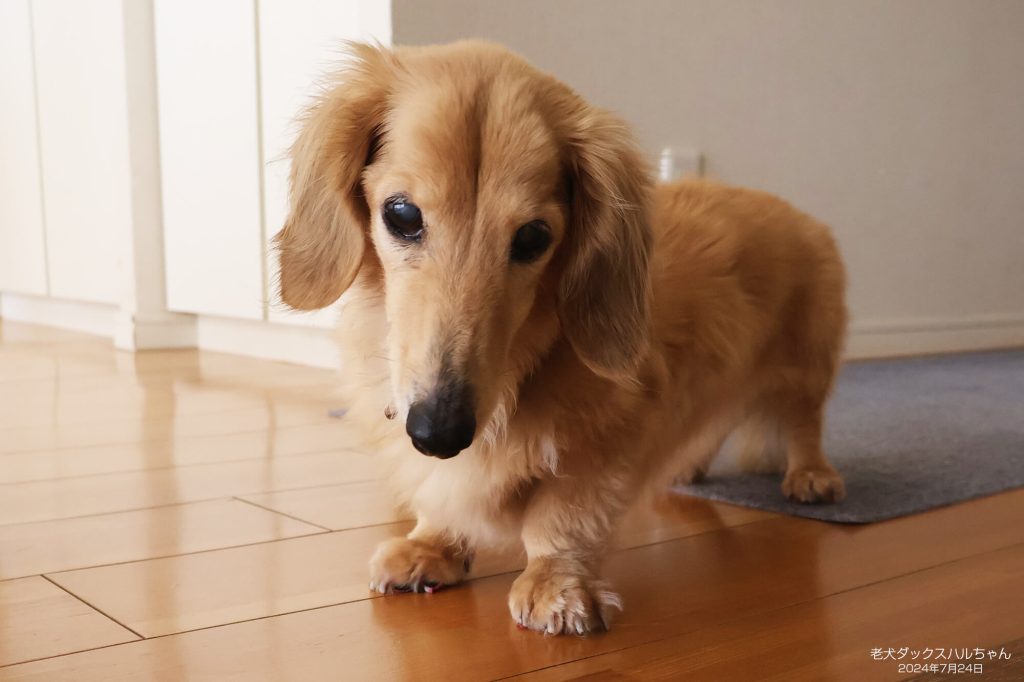 老犬ダックスハルちゃん