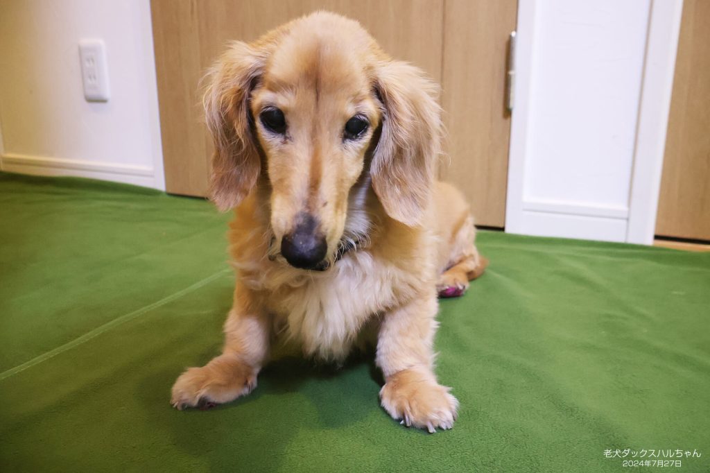 老犬ダックスハルちゃん