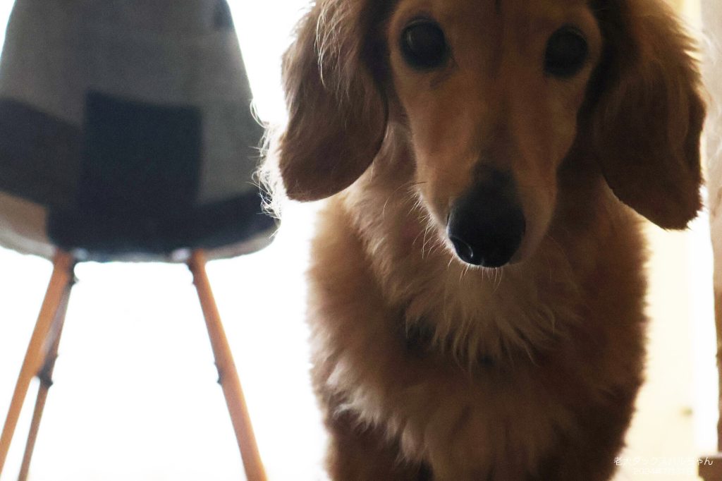 老犬ダックスハルちゃん