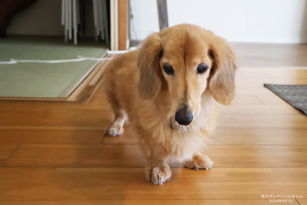 老犬ダックスハルちゃん