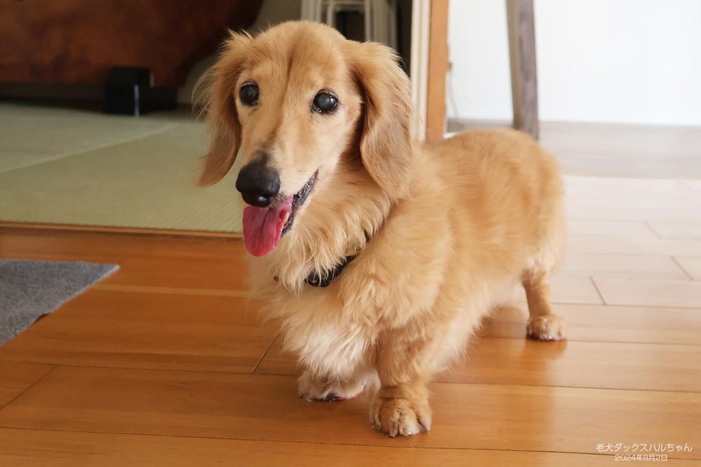 老犬ダックスハルちゃん
