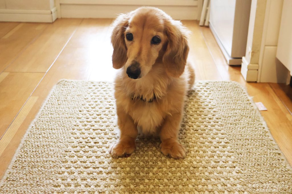 老犬ダックスハルちゃん