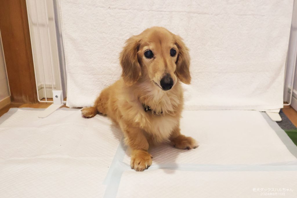 老犬ダックスハルちゃん