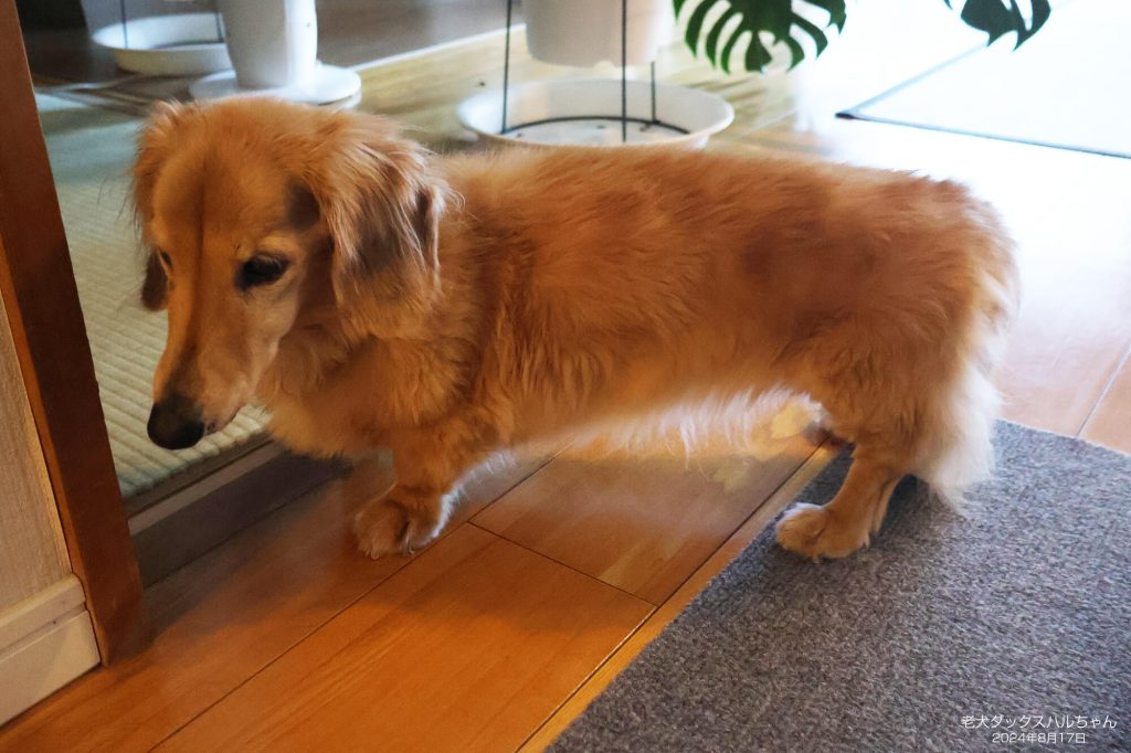 老犬ダックスハルちゃん