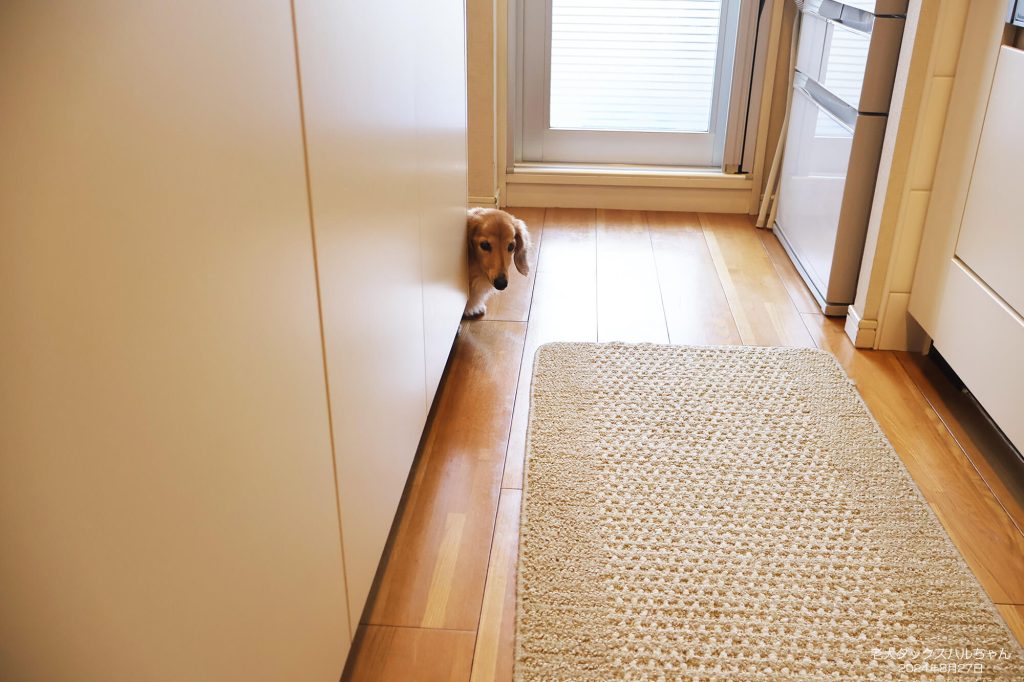 老犬ダックスハルちゃん