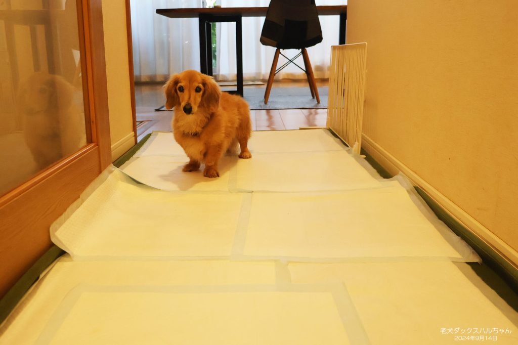 老犬ダックスハルちゃん
