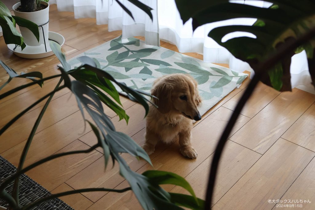 老犬ダックスハルちゃん