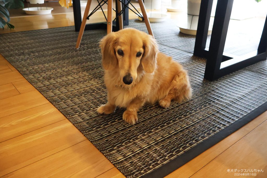 老犬ダックスハルちゃん