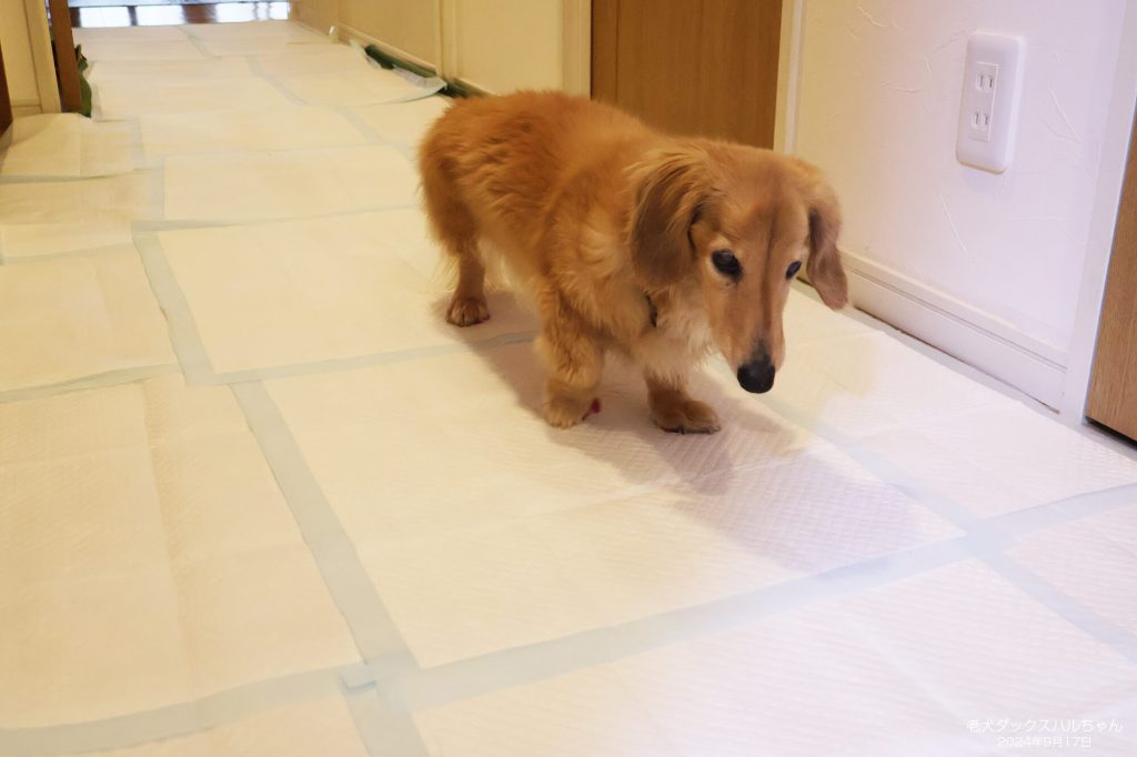 老犬ダックスハルちゃん