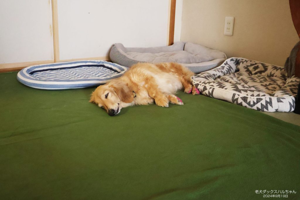 老犬ダックスハルちゃん