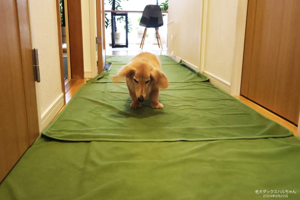 老犬ダックスハルちゃん