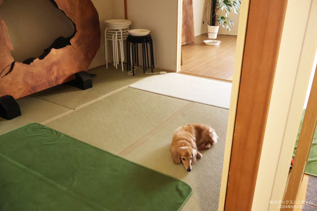 老犬ダックスハルちゃん