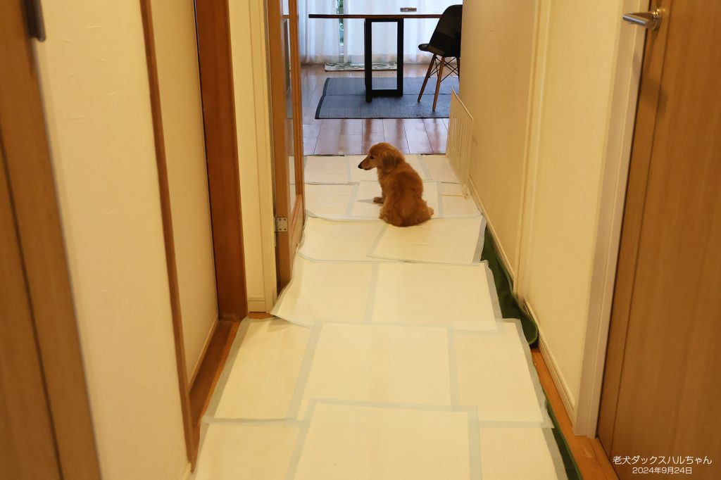 老犬ダックスハルちゃん
