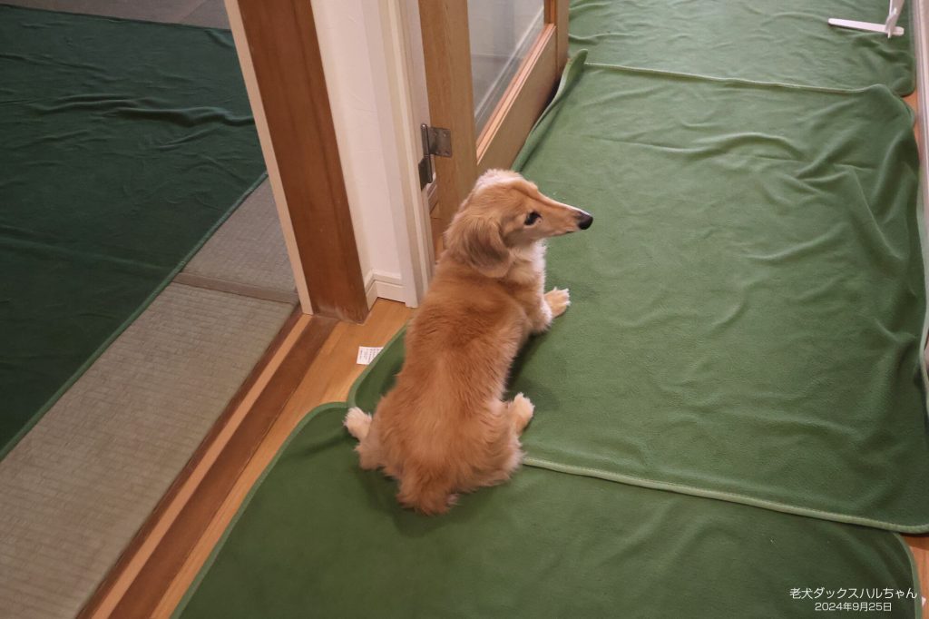 老犬ダックスハルちゃん