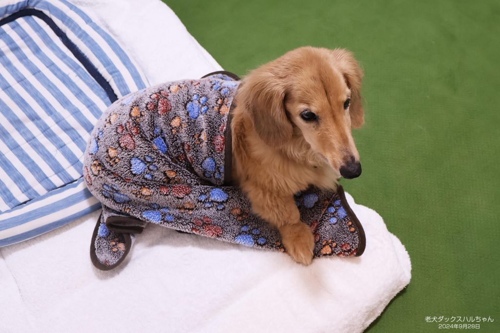 老犬ダックスハルちゃん