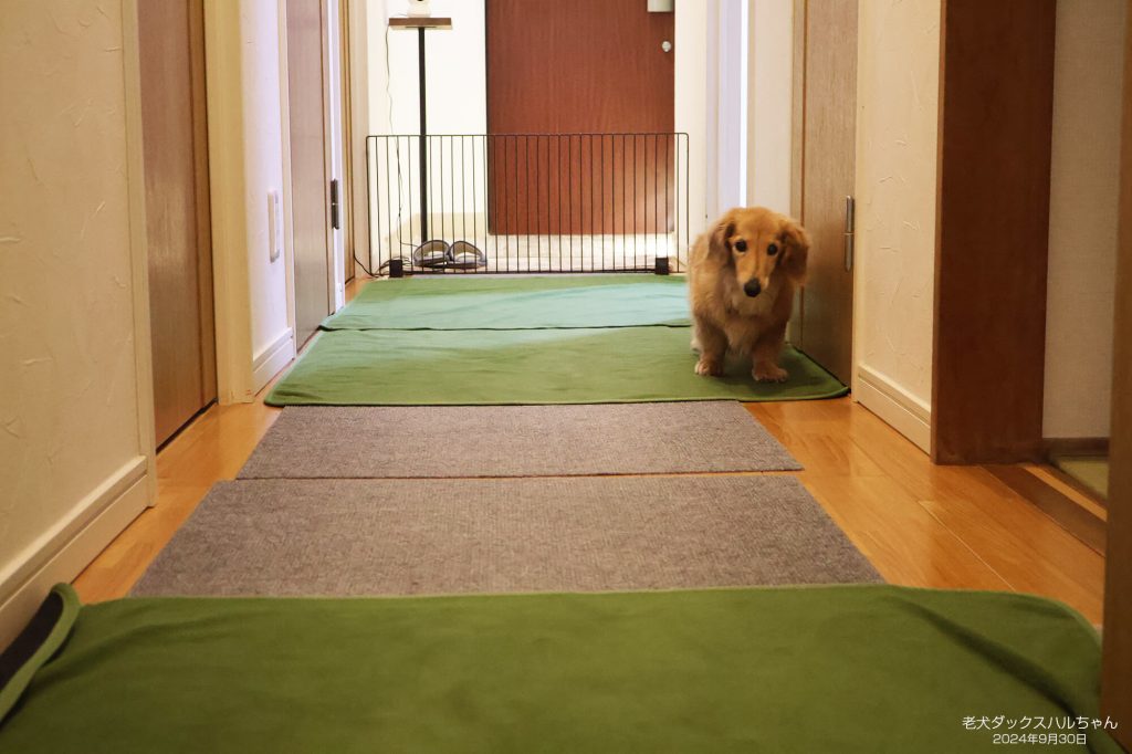 老犬ダックスハルちゃん
