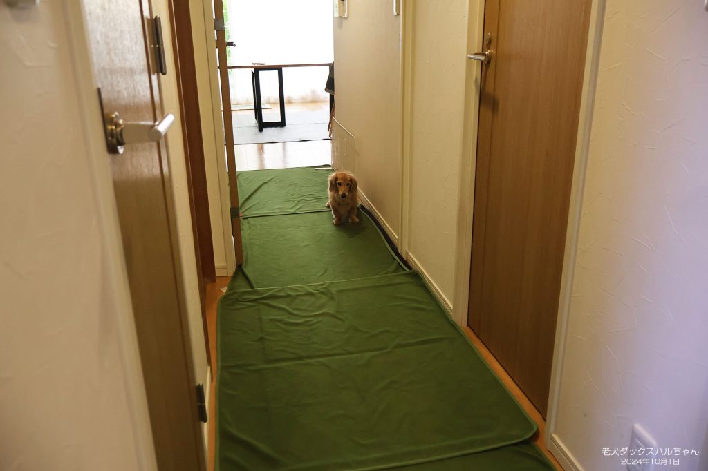 老犬ダックスハルちゃん