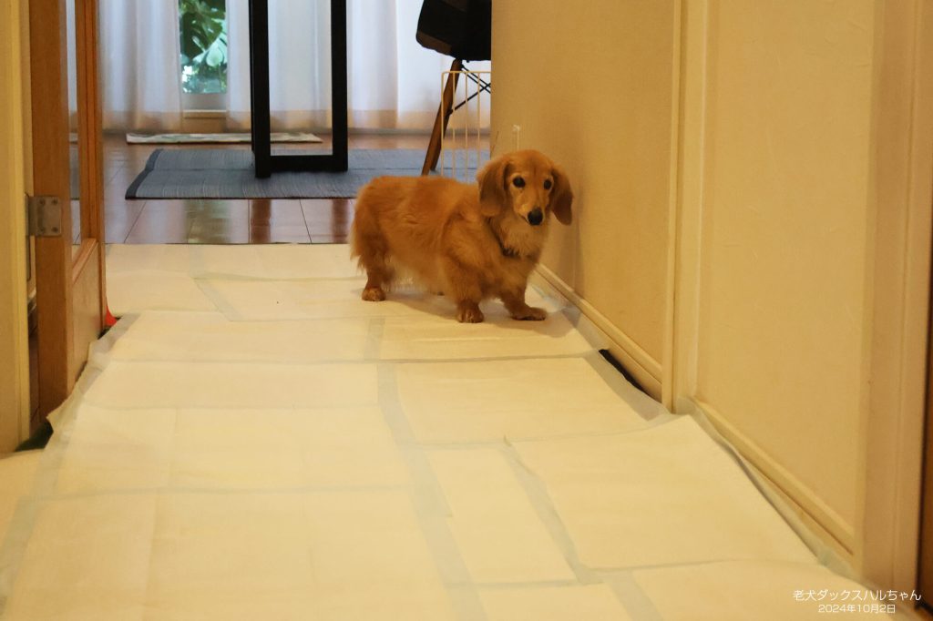 老犬ダックスハルちゃん