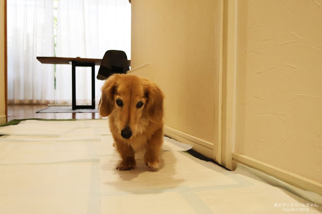 老犬ダックスハルちゃん