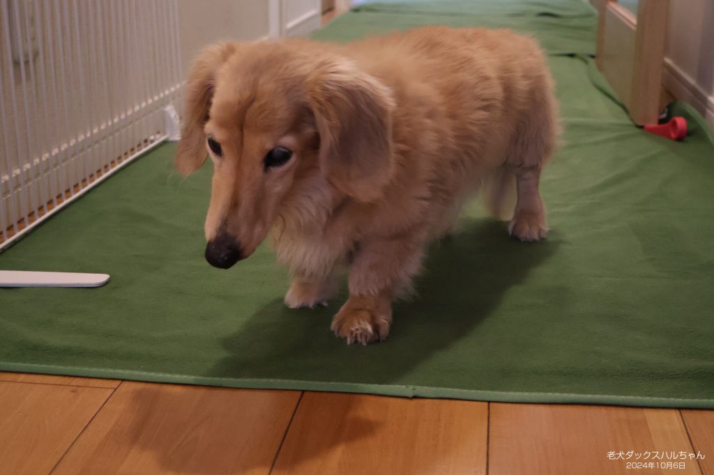 老犬ダックスハルちゃん