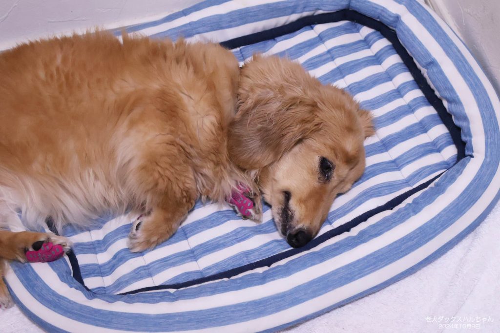 老犬ダックスハルちゃん