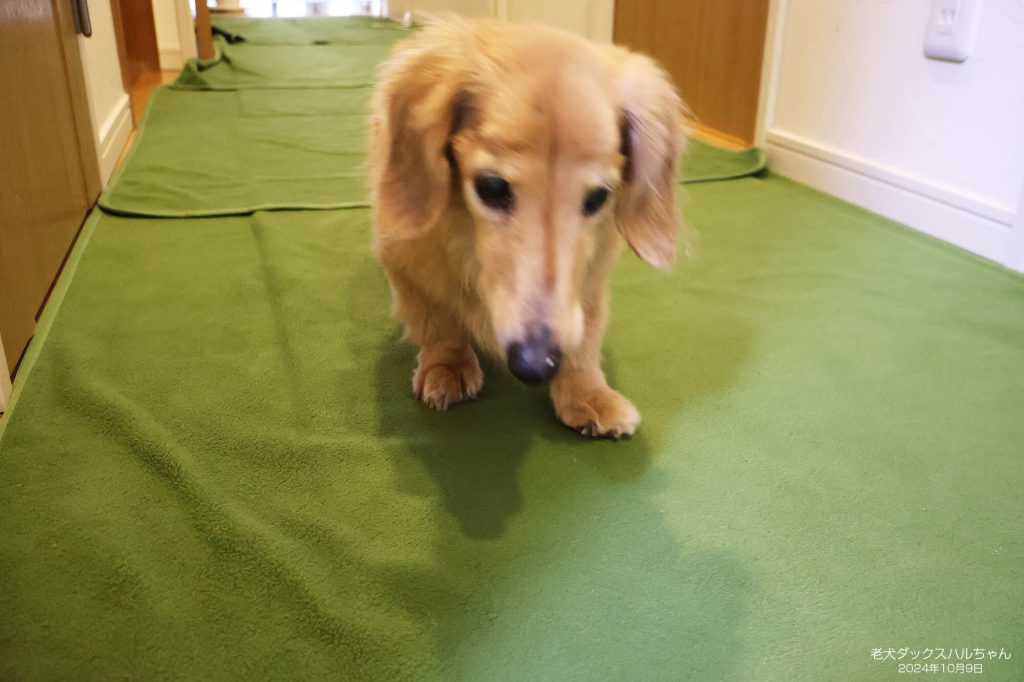 老犬ダックスハルちゃん